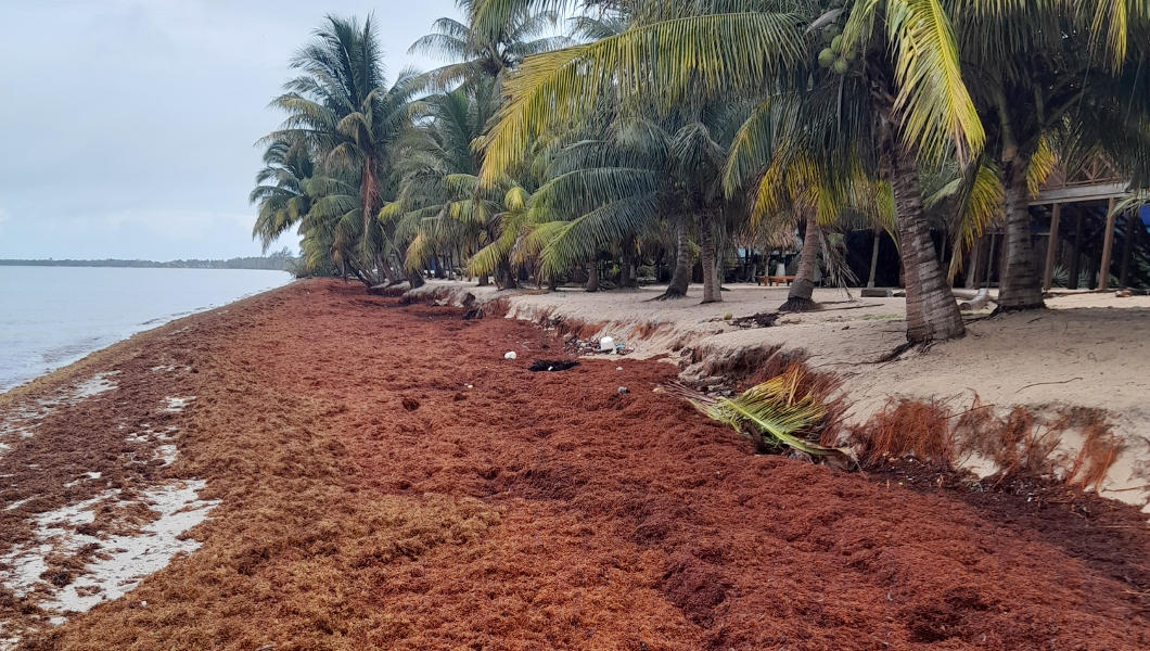 Massive seaweed accumulating on resort beaches in central Belize